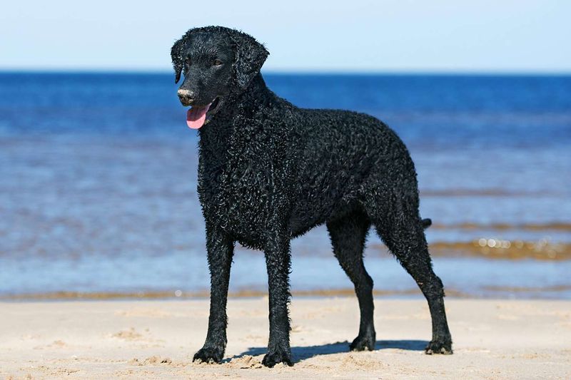 Curly-Coated Retrievers Losing Their Following