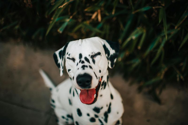 Dazzling Dalmatian Grins