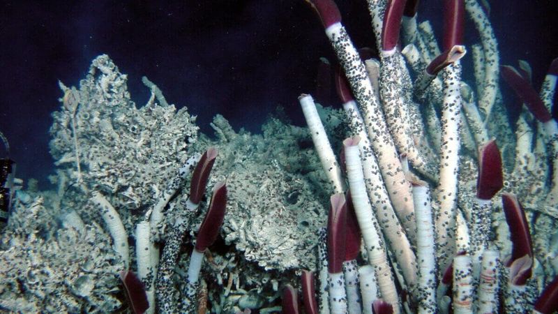 The Giant Tube Worm