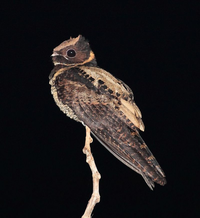 The Myth And Reality Of The Great Eared Nightjar