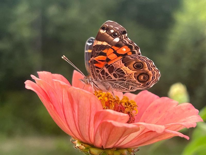 Marathon Flyers Of The Insect World