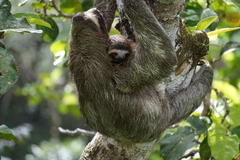 How Sloths Help Moths Reproduce And Thrive