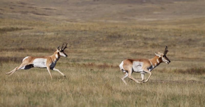 Lightning On Paws: Pronghorn Antelope