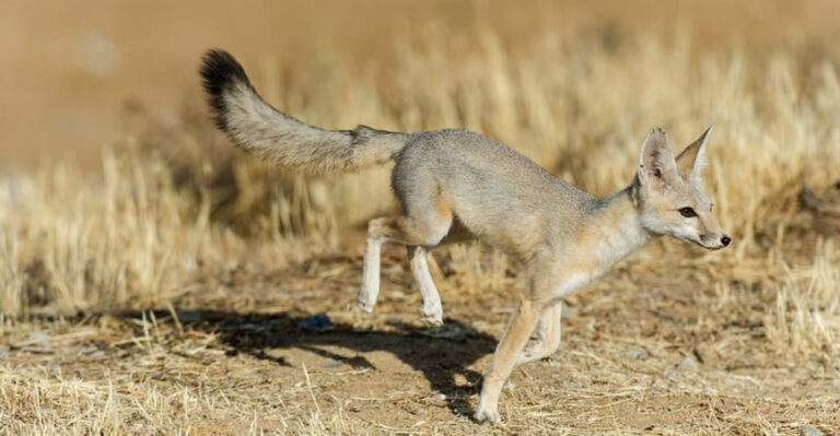 The Fastest Land Animals That Roam Arizona's Deserts