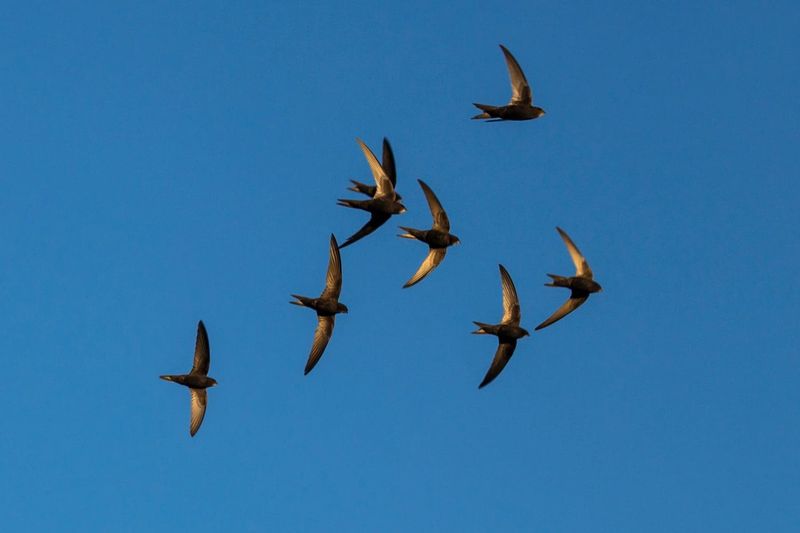 The Bird That Sleeps While Flying