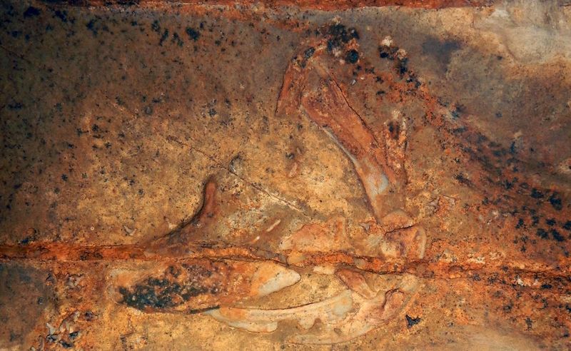 How These Creatures Ended Up In A Cave