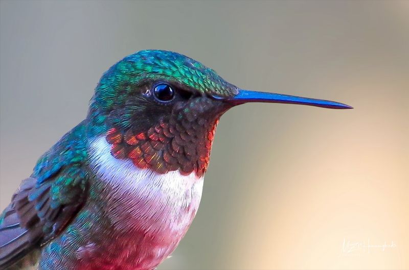 The Jeweled Emperor: Ruby-Throated Hummingbird
