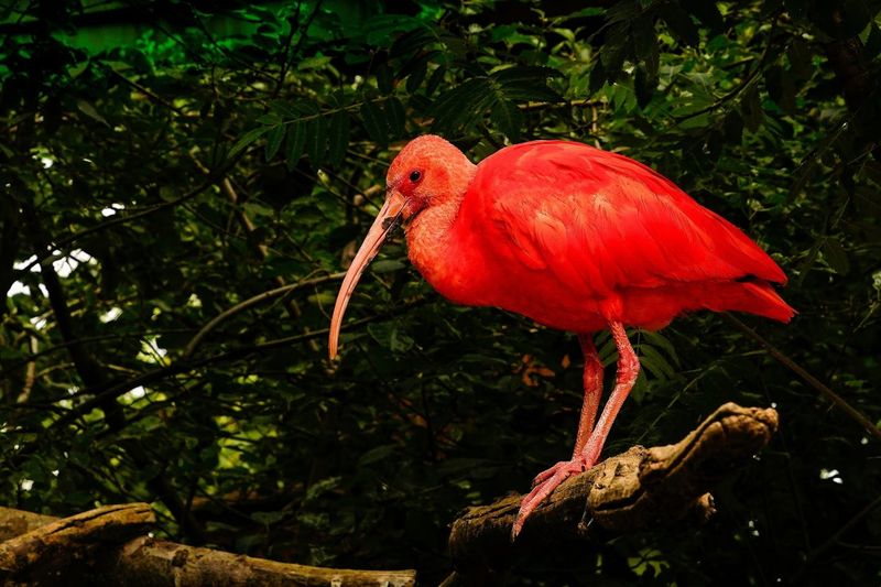 Sunset-Hued Wonders: Scarlet Ibis