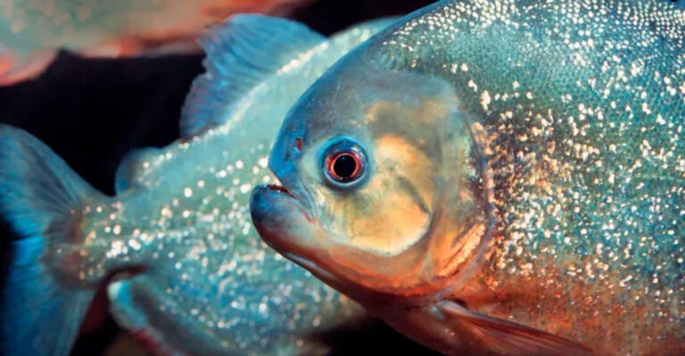 The Feeding Behavior Of Piranhas Explained