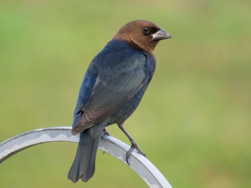 The Buffalo Bird