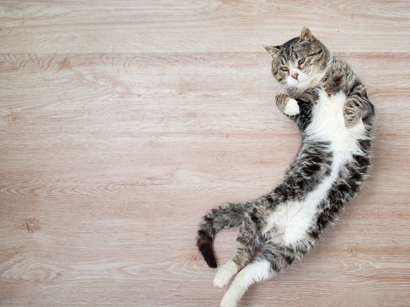 Belly Exposure Revolution