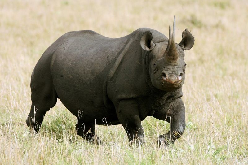 Endangered List Grows As Safeguards Shrink