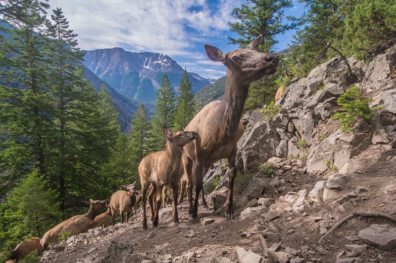 Technology Reveals The Forest's Hidden Highways