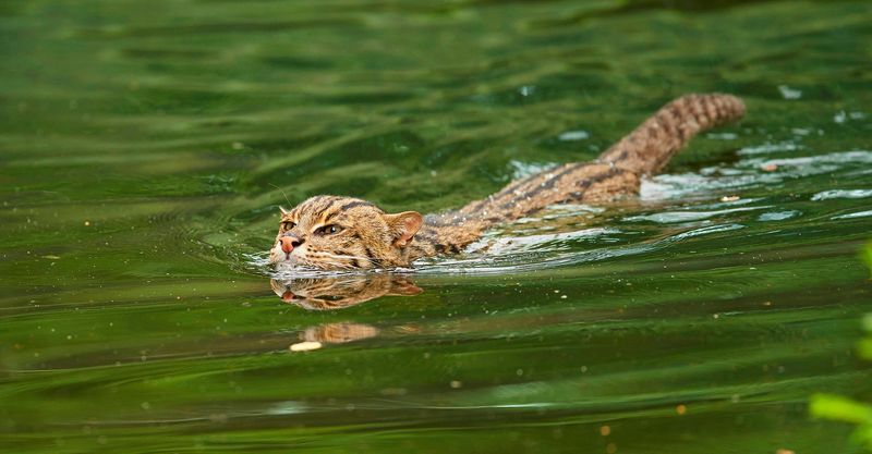 The Fishing Feline