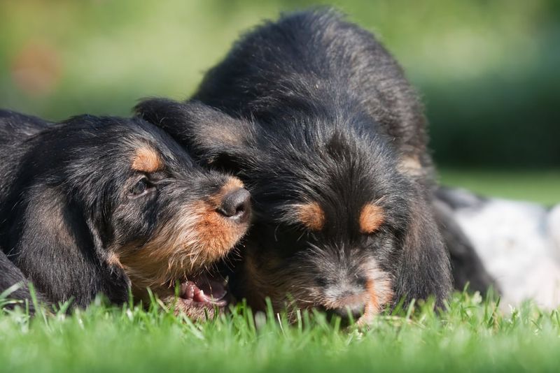 Otterhounds: The Endangered Water Dogs