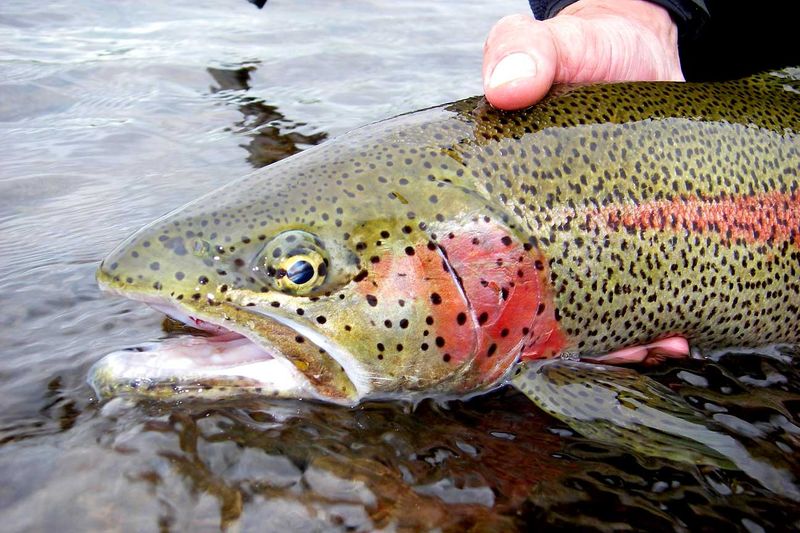 Rainbow Trout: Proof Fish Remember Pain