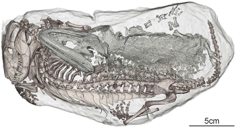 It's The Oldest Turtle Fossil Found In The U.S.