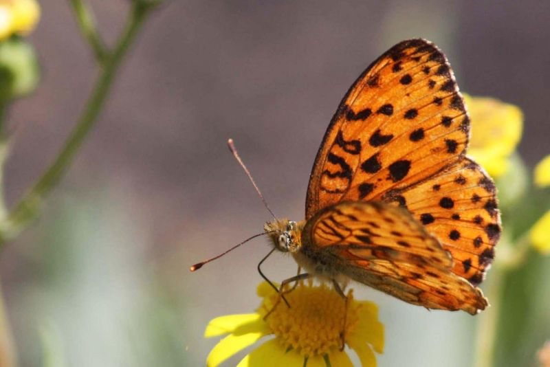 Implications For The Evolution Of Pollinators And Plant Life