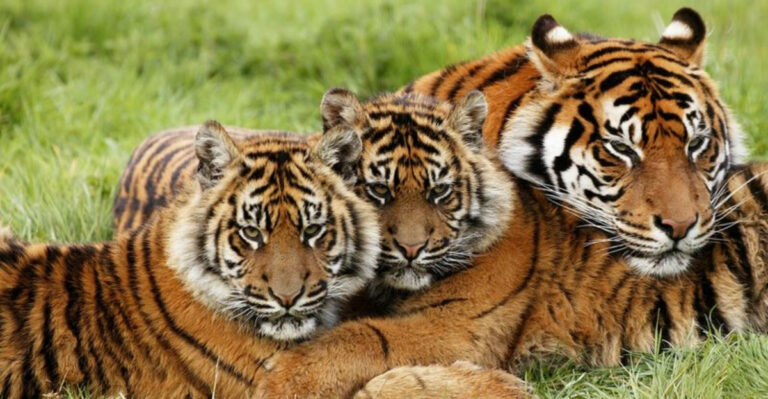 The Future Of Big Cats In A World That’s Changing Rapidly