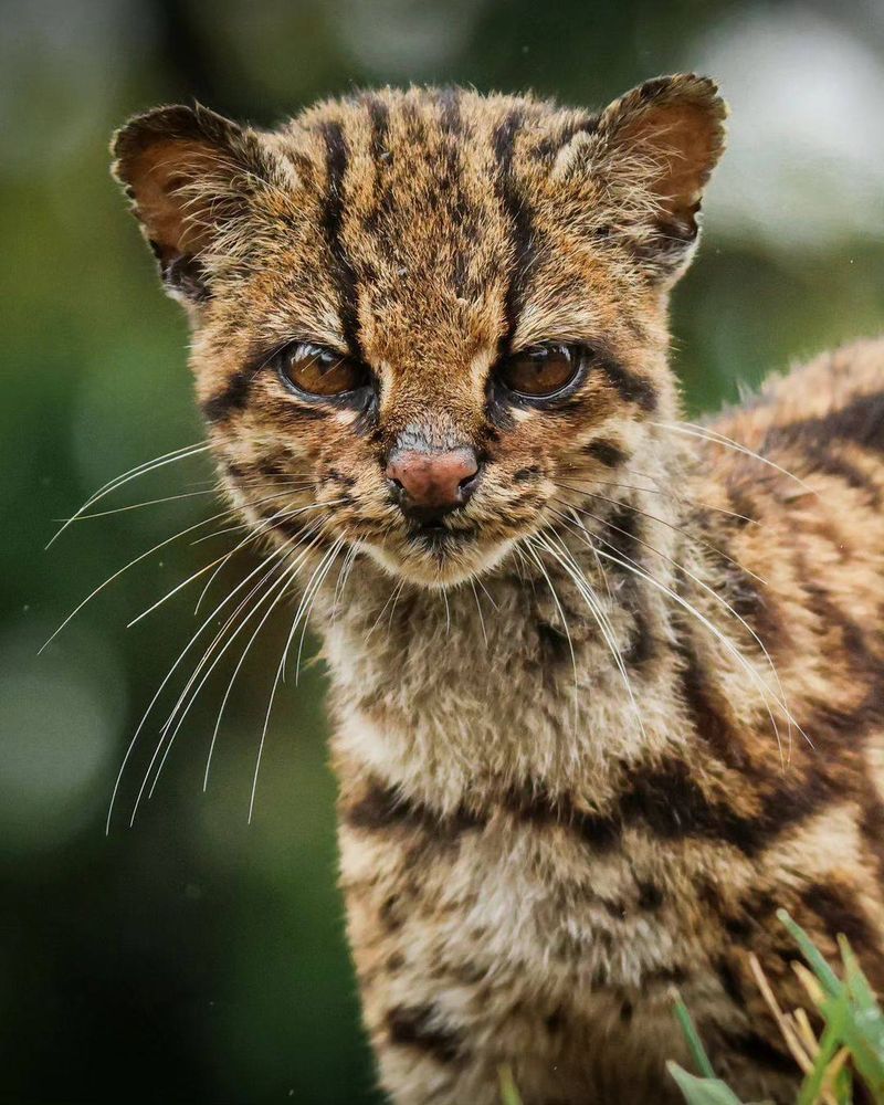 How You Can Help Protect The Oncilla And Its Habitat