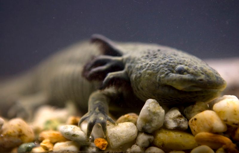 What Research On Axolotls Can Teach Us About Human Healing