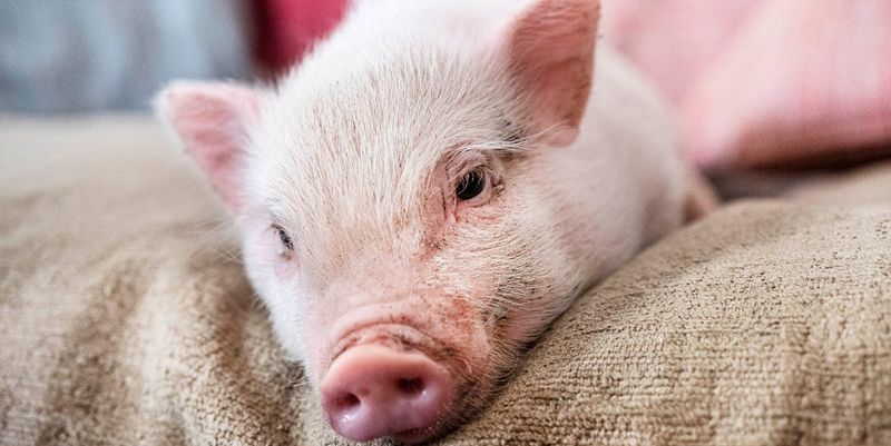 Miniature Pigs And Space: How Much Room Do They Actually Need?