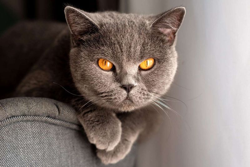British Shorthairs: The Calm Companions