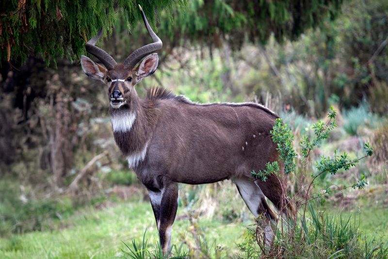 The Mountain Nyala