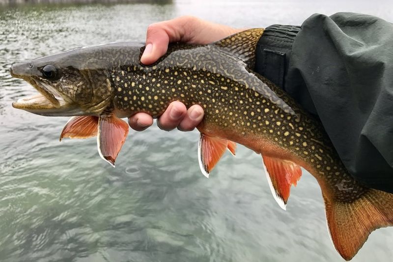 The Splake: The Deep-Water Hybrid Mystery