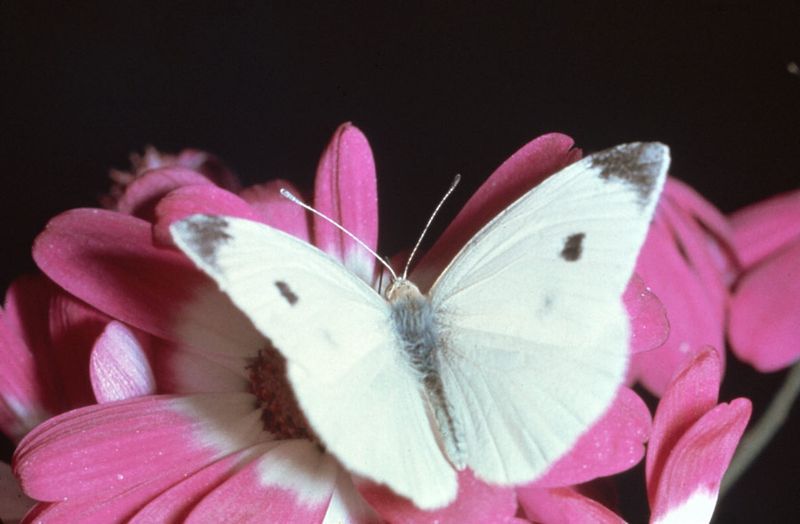 The Cabbage White Butterfly