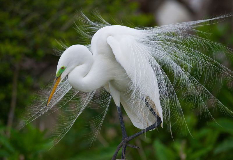 Floating Snowflakes: Great Egrets