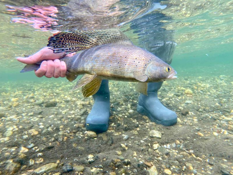 The Arctic Grayling: The Mohawk-Sporting Trout Cousin