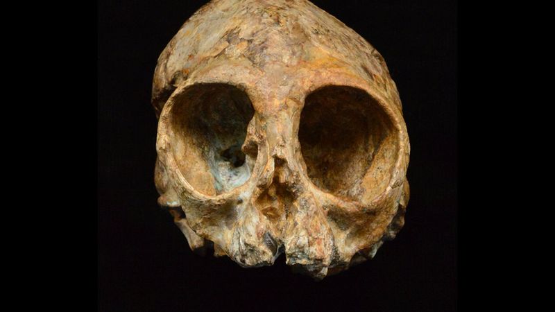 How A Single Fossil Reshaped Evolutionary Theory