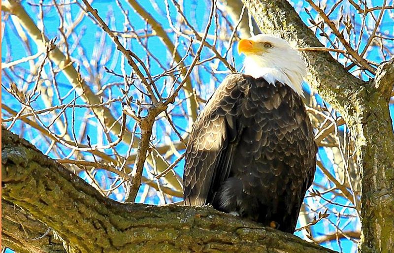 Eagle Watching On The Mississippi