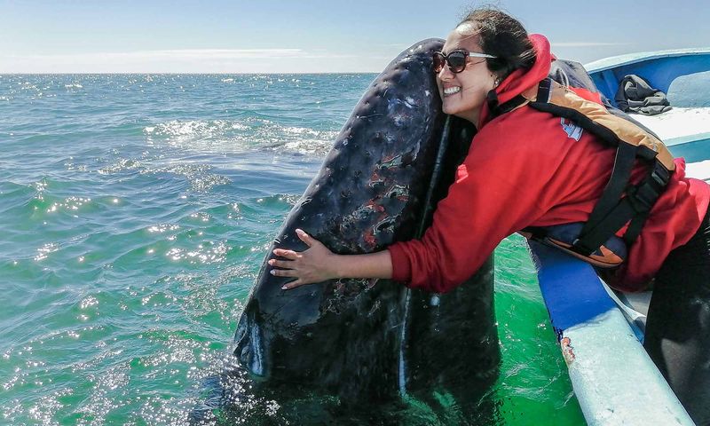 The Friendly Whales Of Baja