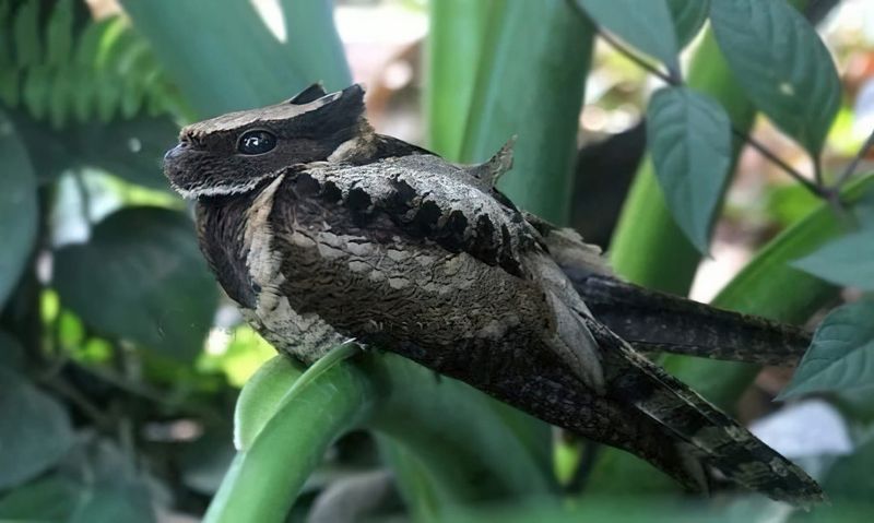 How The Great Eared Nightjar Hunts At Night