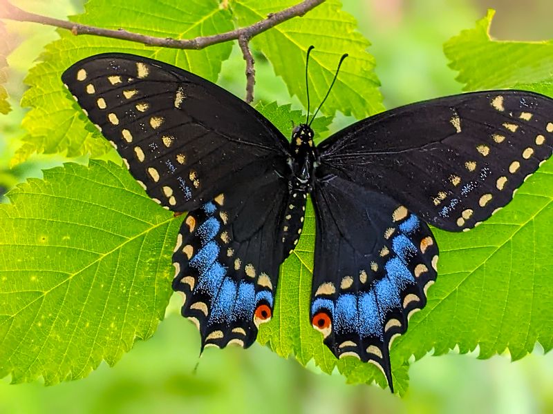 The Magnificent Swallowtail