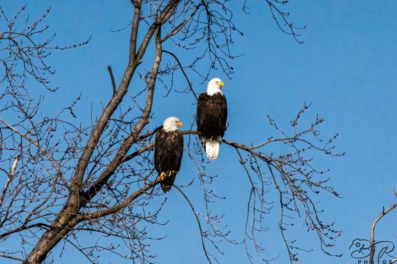 The Bald Eagle