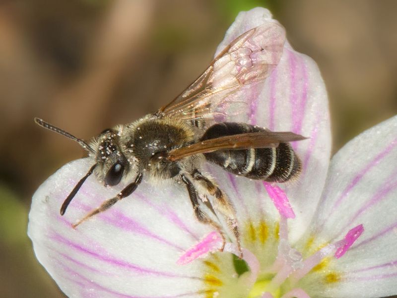 Andrena Androfovea's Role In Pollination