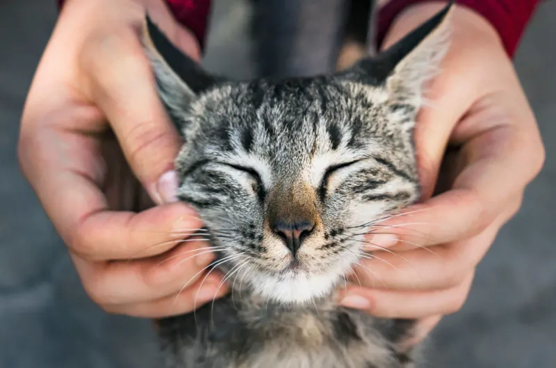 Soothing Touch Techniques