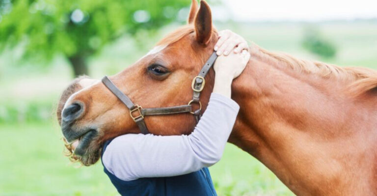 The Healing Power Of Equine Therapy: How Horses Help Us Heal