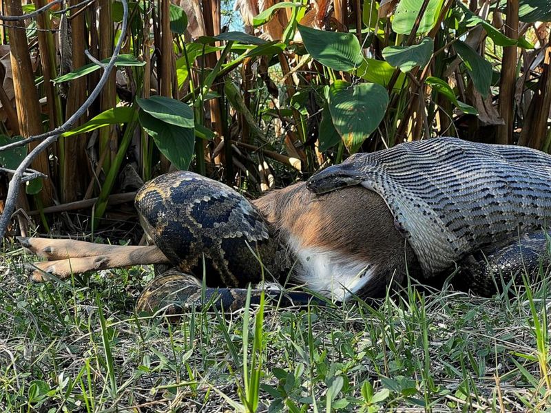 The Python That Ate An Adult Deer