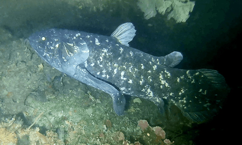 The Coelacanth: A Living Fossil