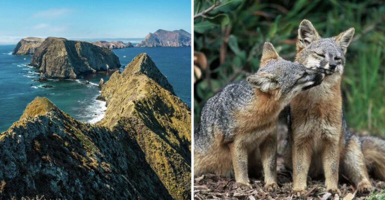 The Hidden Crisis In California’s Least Recognized National Park And Its Impact On Wildlife