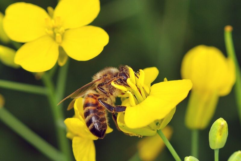 Pesticides Poison Pollinators