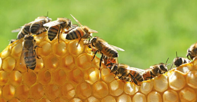 The Hidden Crisis: Why Bees, Butterflies, And Other Pollinators Are Disappearing