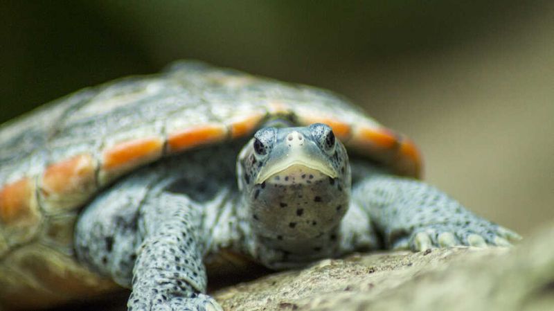 How Turtle Meat Became A Popular Dish