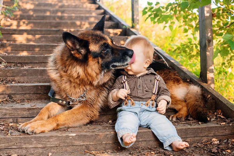 Are They Good Family Dogs?
