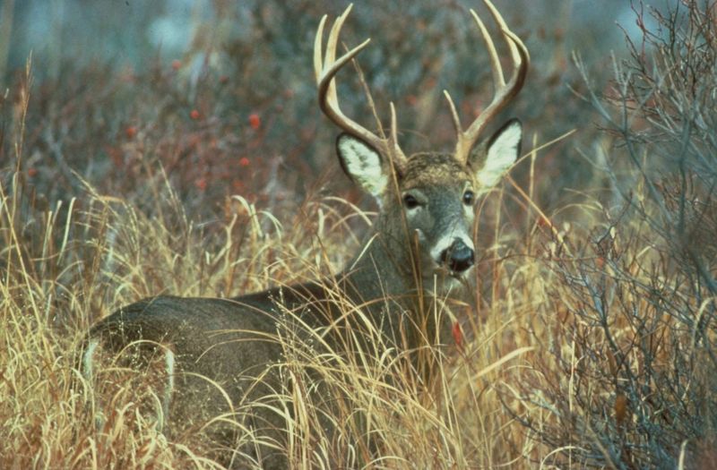 The Story Behind Idaho's Largest Whitetail Deer