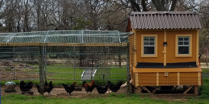 Solar-Powered Poultry Palace